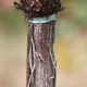 Image for article titled How The Great French Wine Blight Changed Grapes Forever